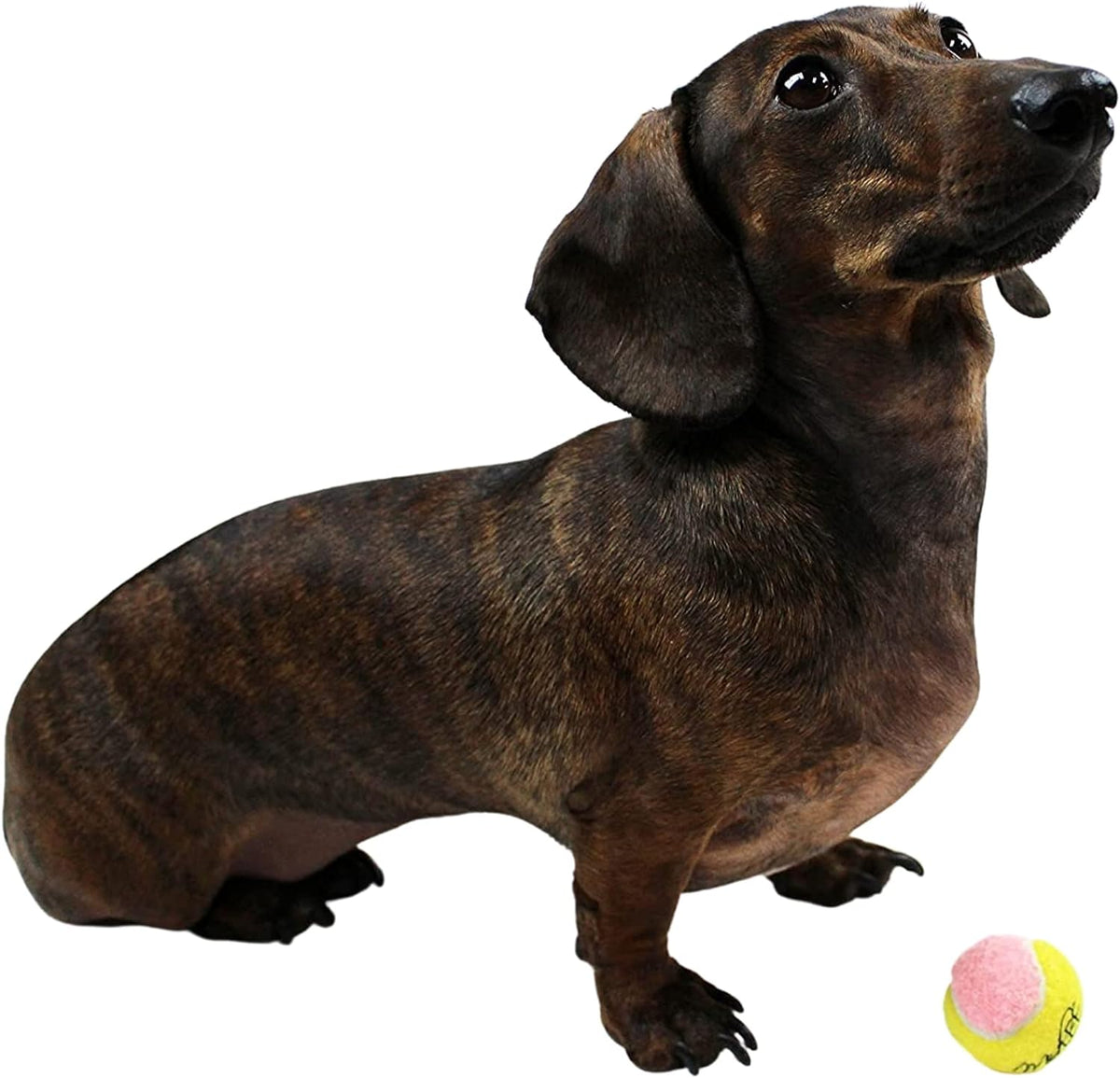 X-Small Dog Tennis Balls - 1.5 Inch, Pack of 12